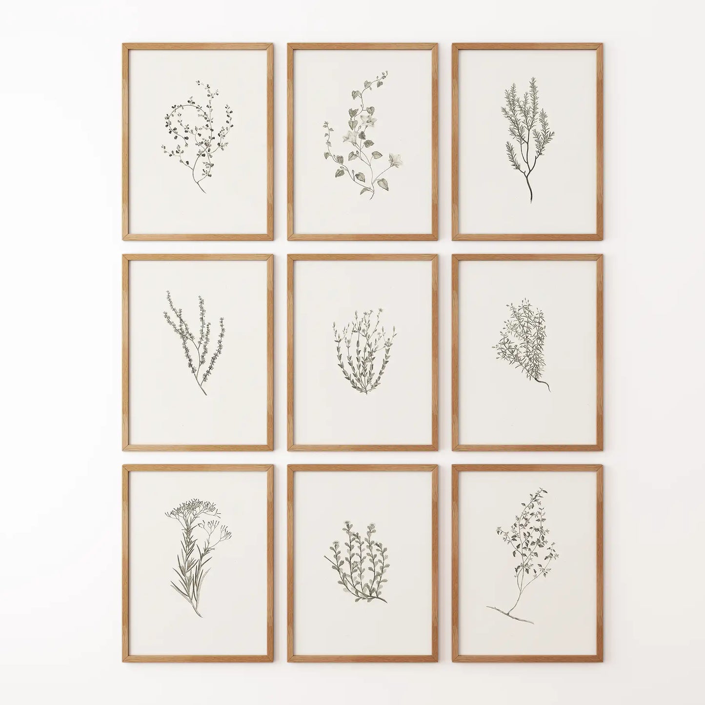 Vintage botanical herb illustration print. Farmhouse botanical wall art prints. Thinwood frames for kitchen.