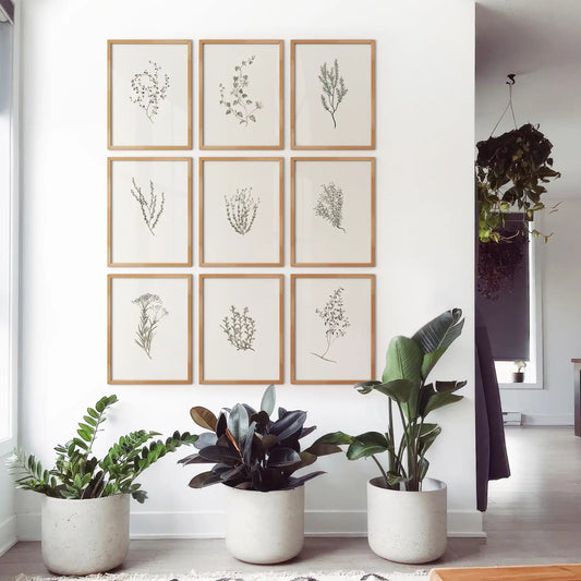 Minimalist plant wall art featuring fine line wildflower drawing. Garden plants poster print. Thinwood frames for living room.