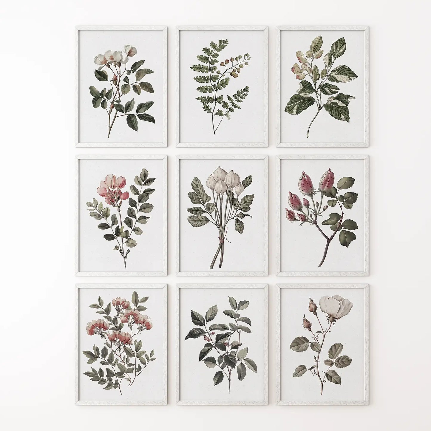 Sydney Parkinson flowers art decor. Rose botanical vintage illustration. White frames for bedroom.