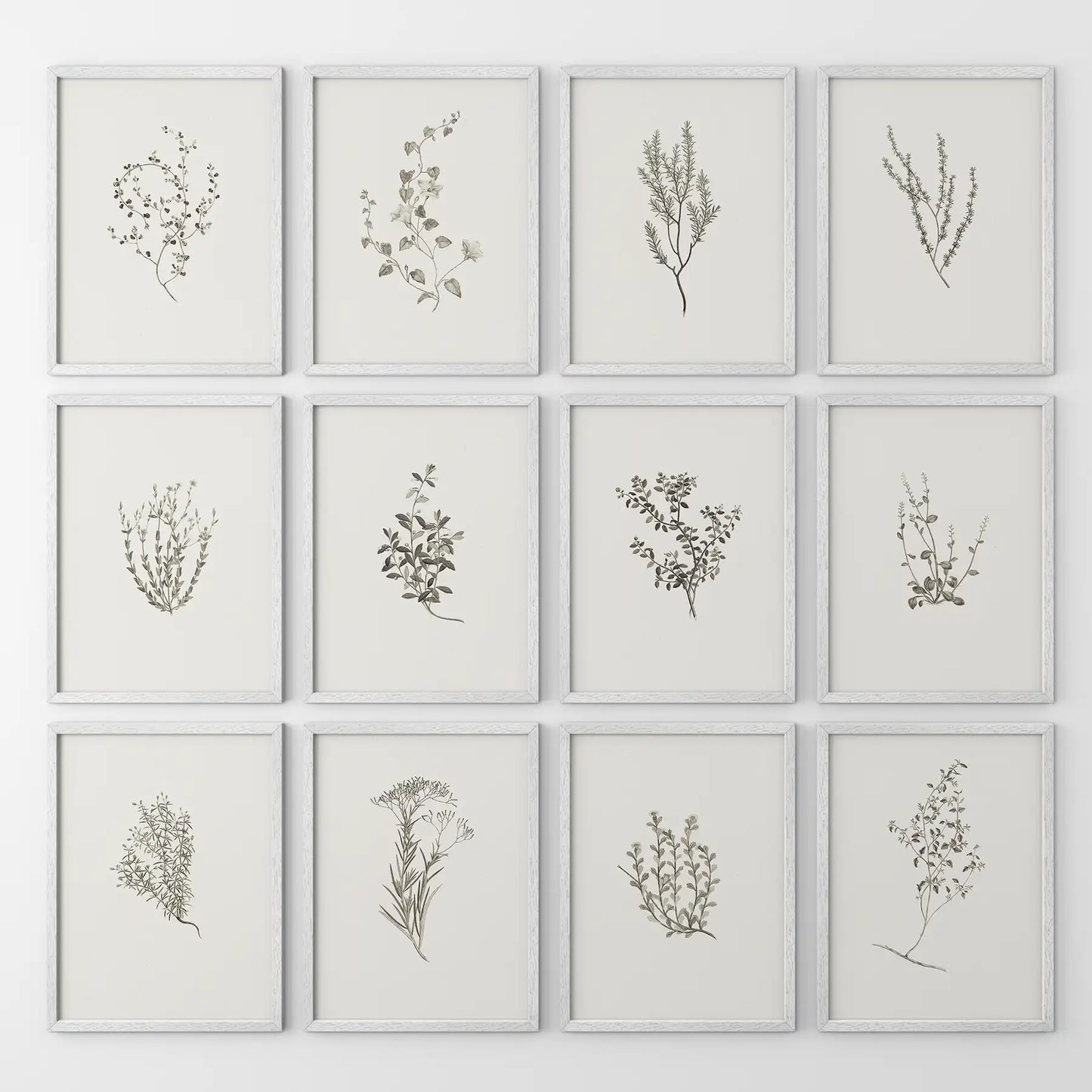 Modern farmhouse herb print set of 12 piece. Rustic home decor. White frames for kitchen.