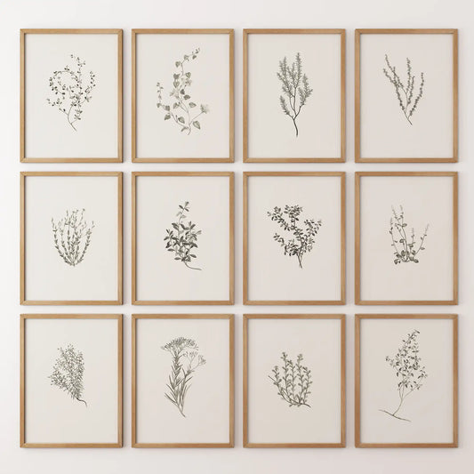 Botanical illustrations of herbs. Garden plant bundle apartment decor. Thinwood frames for modern or rustic interiors.