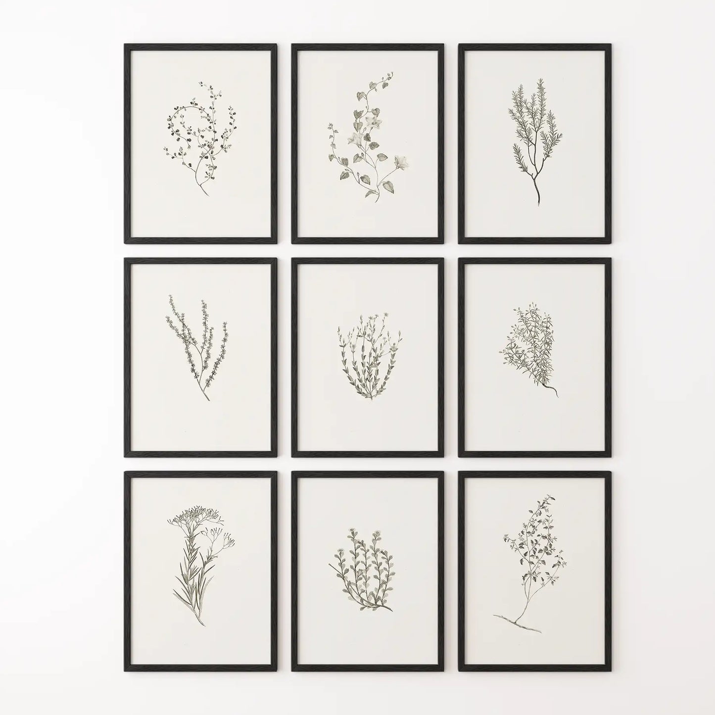 Set of 9 herb prints with natural tones. Gypsophila modern minimalist floral art. Black frames for hallway.