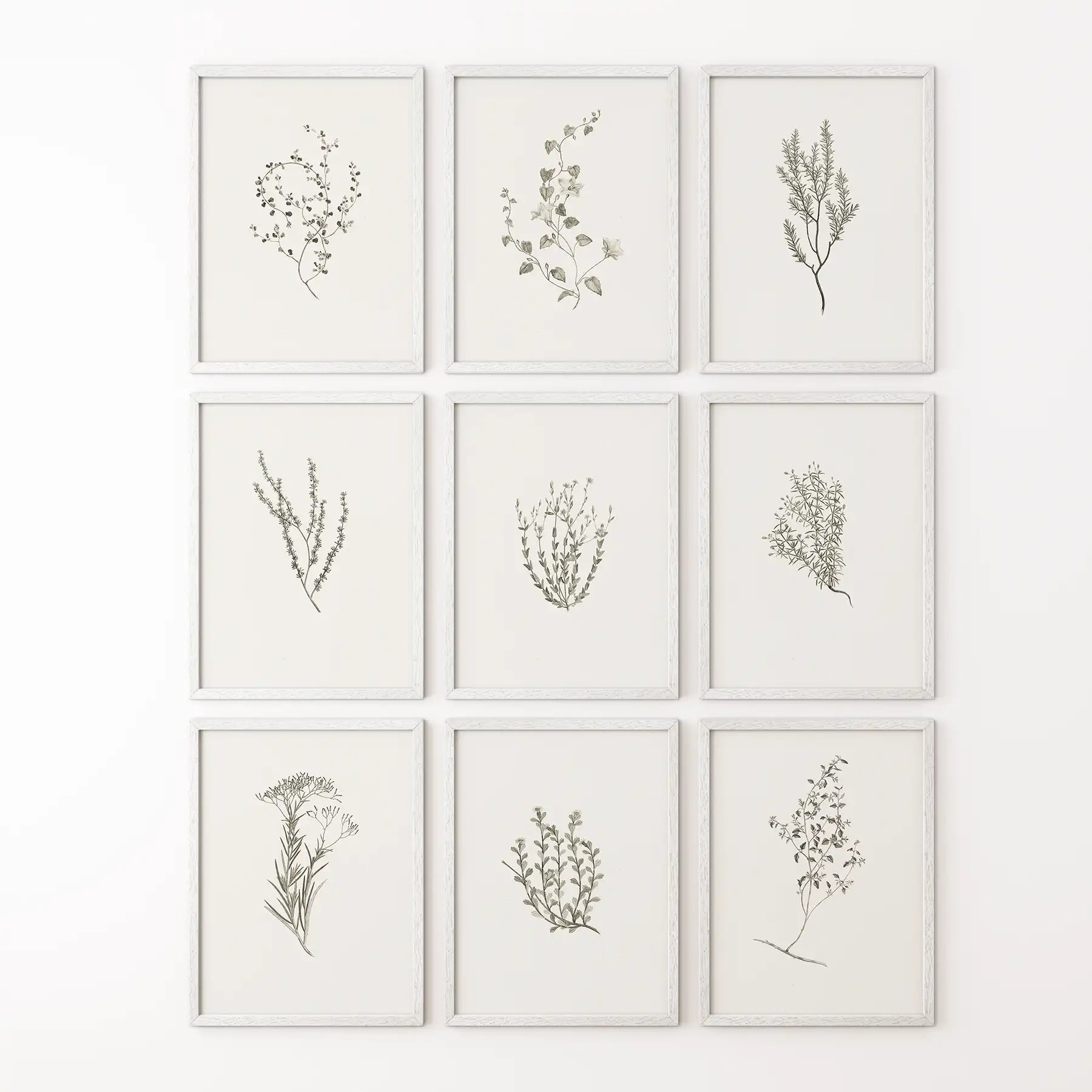 Scandinavian style herb artwork set in minimalist design. 9 piece wild greenery prints decor art. White frames for kitchen.