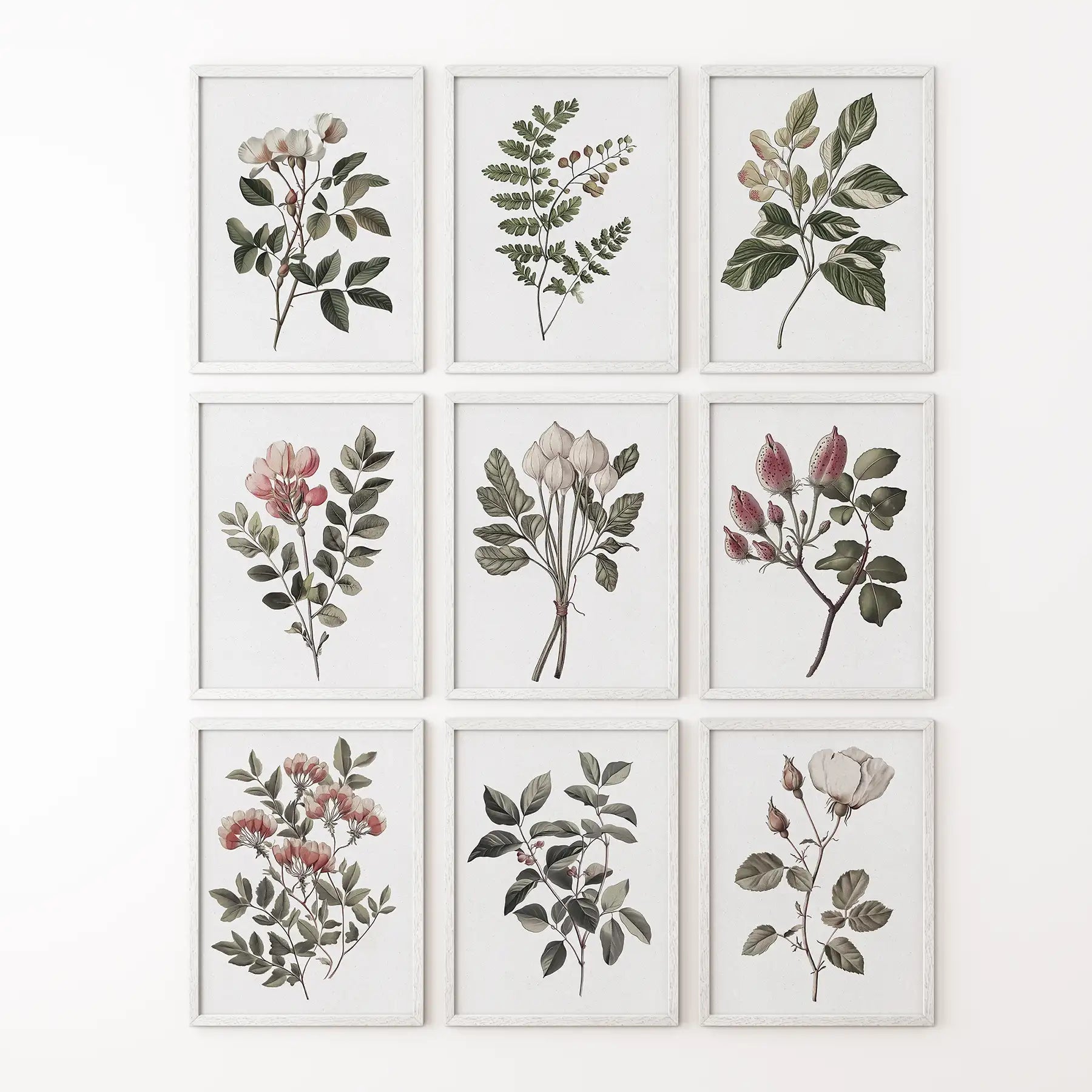 Sydney Parkinson flowers art decor. Rose botanical vintage illustration. White frames  for bedroom.