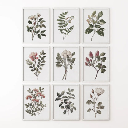 Sydney Parkinson flowers art decor. Rose botanical vintage illustration. White frames  for bedroom.