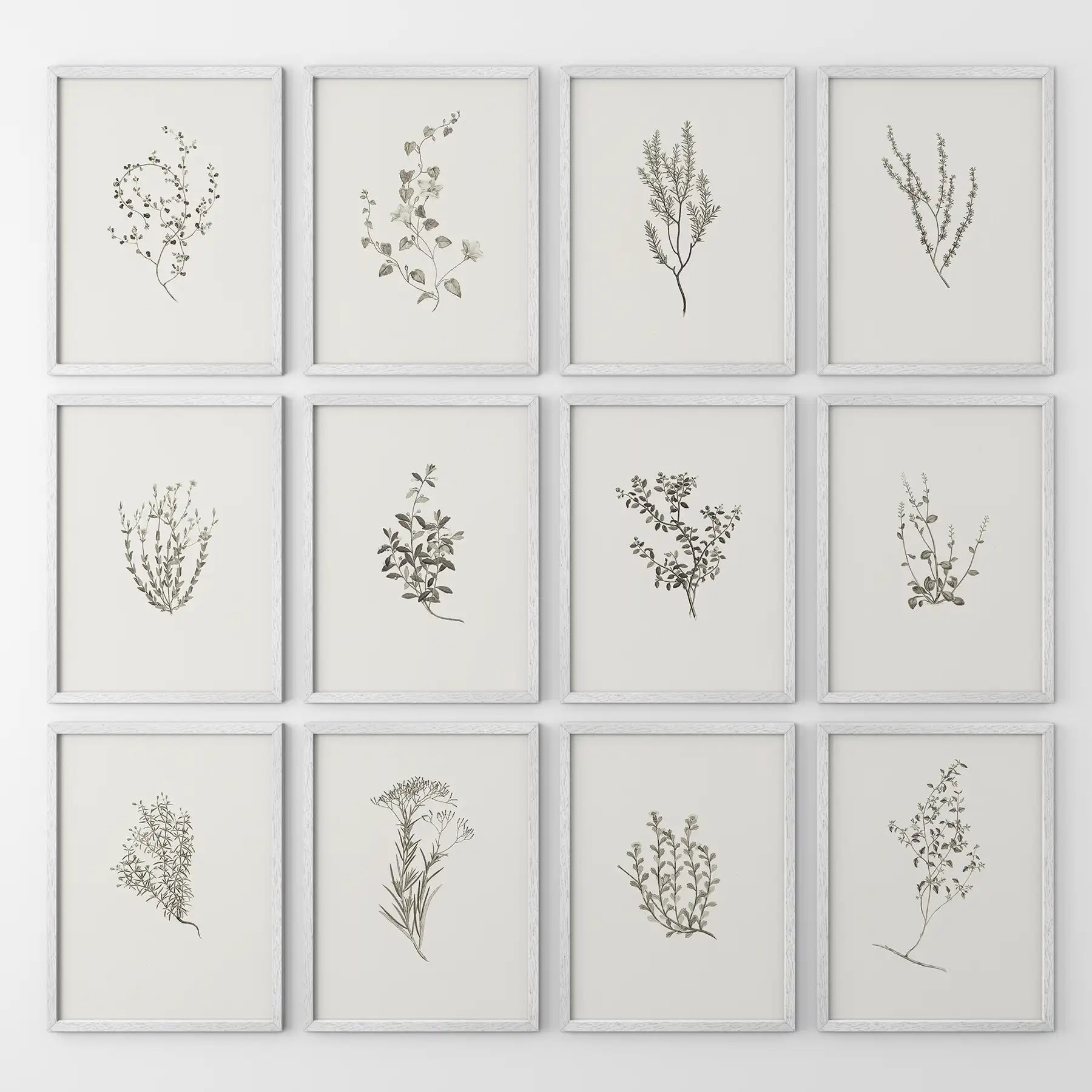 Modern farmhouse herb print set of 12 piece. Rustic home decor. White frames for kitchen.