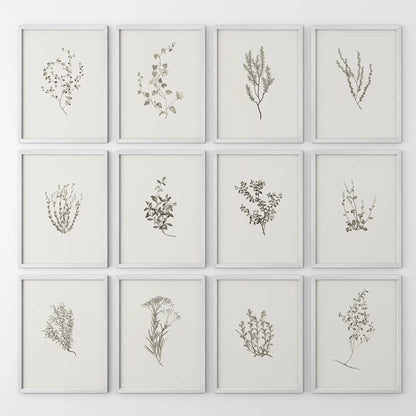 Modern farmhouse herb print set of 12 piece. Rustic home decor. White frames for kitchen.