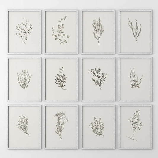Modern farmhouse herb print set of 12 piece. Rustic home decor. White frames for kitchen.