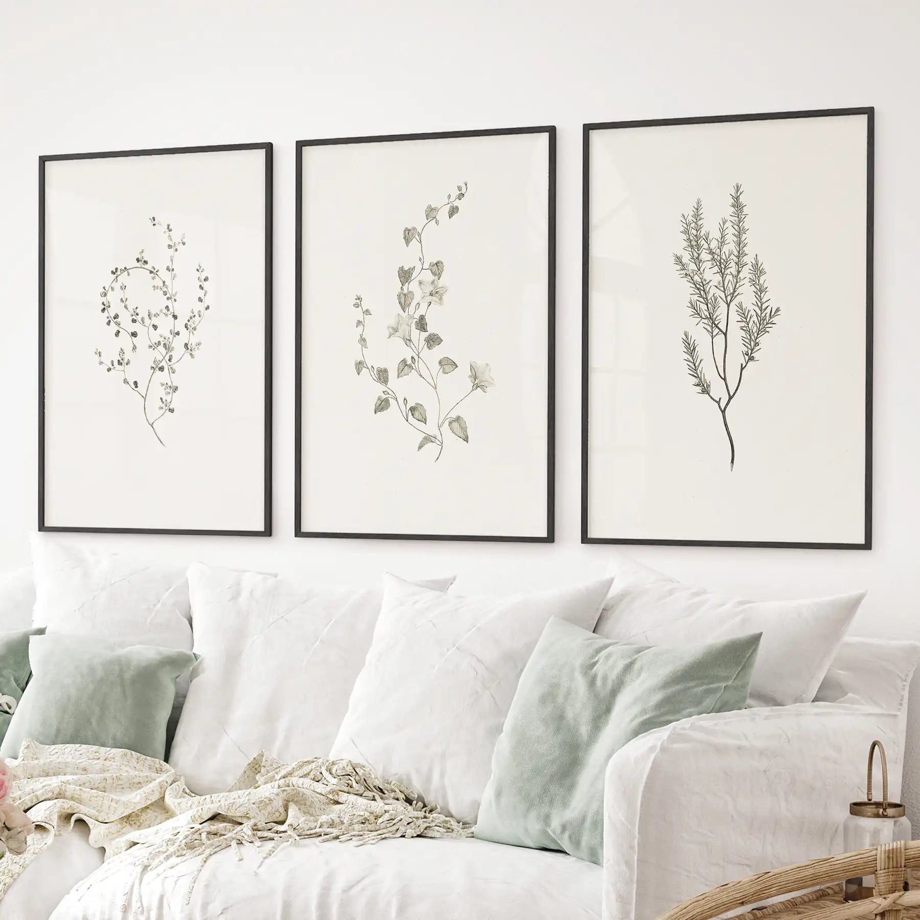 Black framed botanical set of 3 with vintage dried flower illustrations by Sydney Parkinson