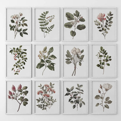 Vintage floral gallery wall natural history art prints. Cotton flower, Magnolia, Rose garden plants poster. White frames for kitchen.