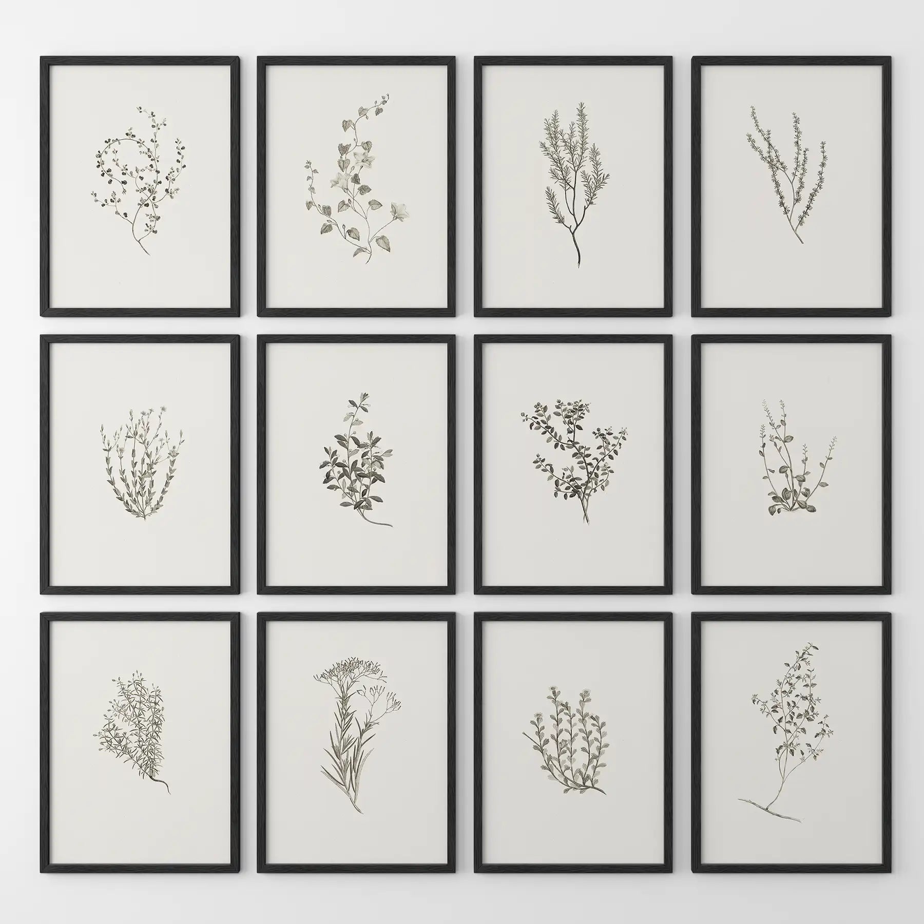 Dried flower art  neutral apartment wall decor. Simple herb plant posters vintage botanical set of 12. Black frames for living room.