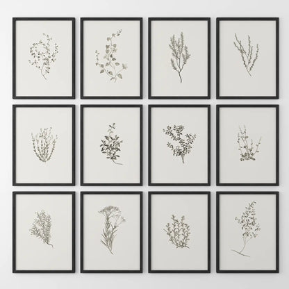 Dried flower art  neutral apartment wall decor. Simple herb plant posters vintage botanical set of 12. Black frames for living room.